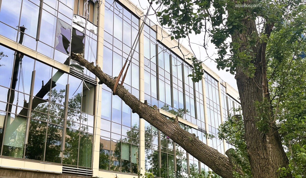 причины спила деревьев