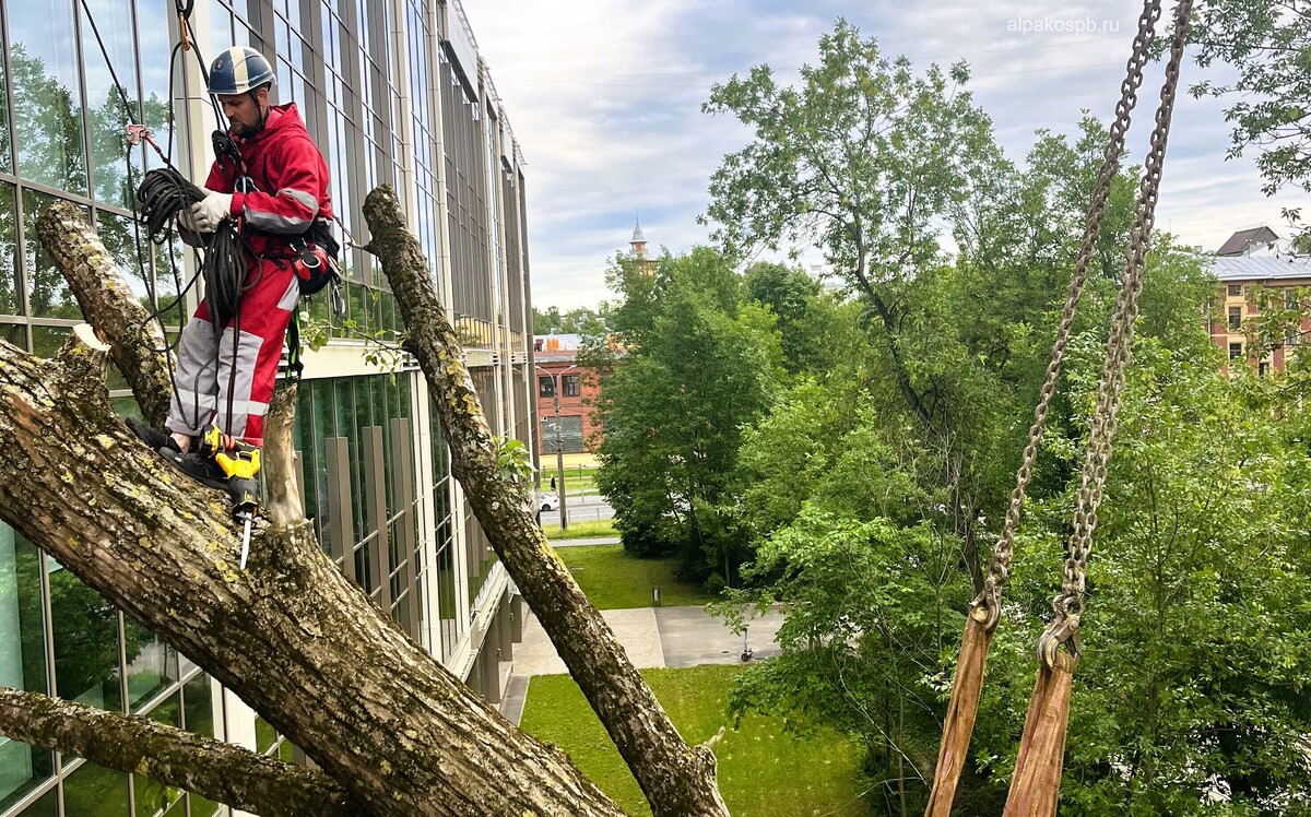 Пила разрезает дерево